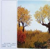 森林大熊2