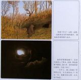 森林大熊4
